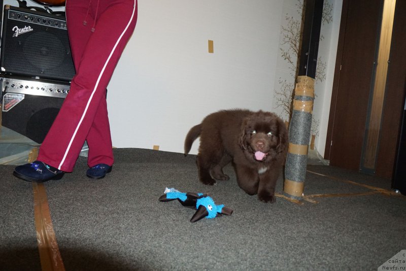 Фото: ньюфаундленд Funnewf Akvilon (Фанньюф Аквилон)