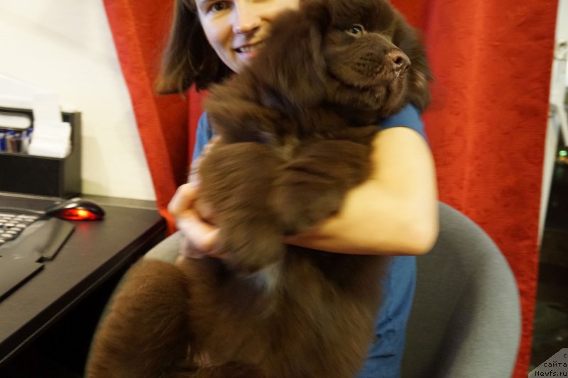 Фото: ньюфаундленд Funnewf Akvilon (Фанньюф Аквилон), Aleksandr Petrov-Savchenko (Александр Петров-Савченко)