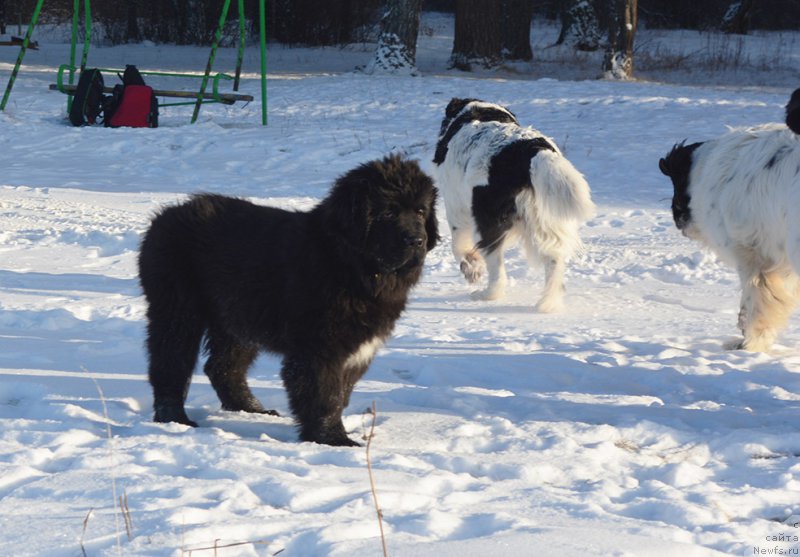 Фотография № 197979