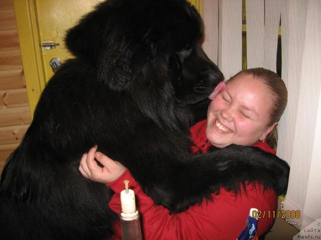 Фото: ньюфаундленд Balustar de Mantal'chino (Балустар де Мантальчино)