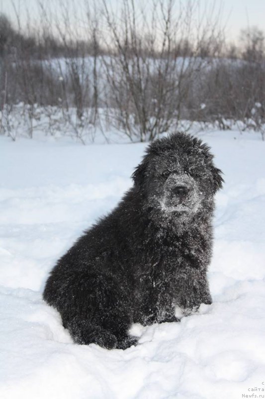 Фото: ньюфаундленд Osenina iz Antagrada (Осенина из Антаграда)