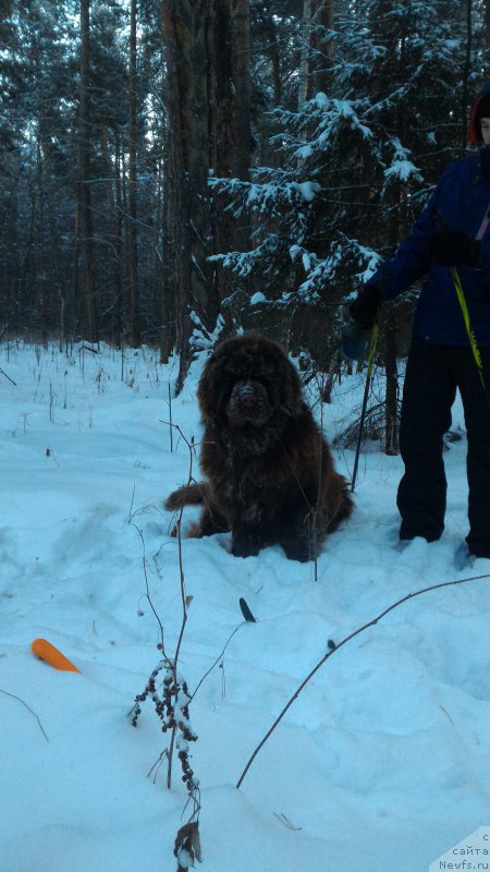 Фото: YUliya Ryichkova (Юлия Рычкова), ньюфаундленд N'yufort YUray Kvin (Ньюфорт Юрай Квин)