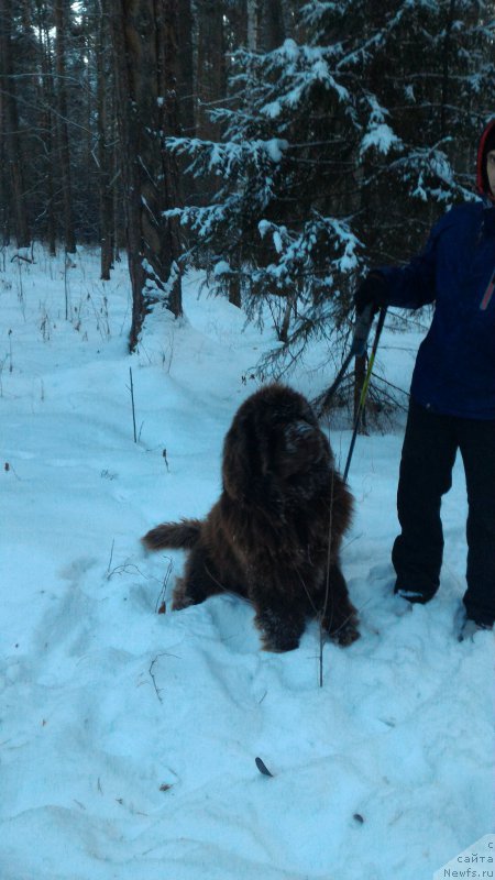 Фото: ньюфаундленд N'yufort YUray Kvin (Ньюфорт Юрай Квин)