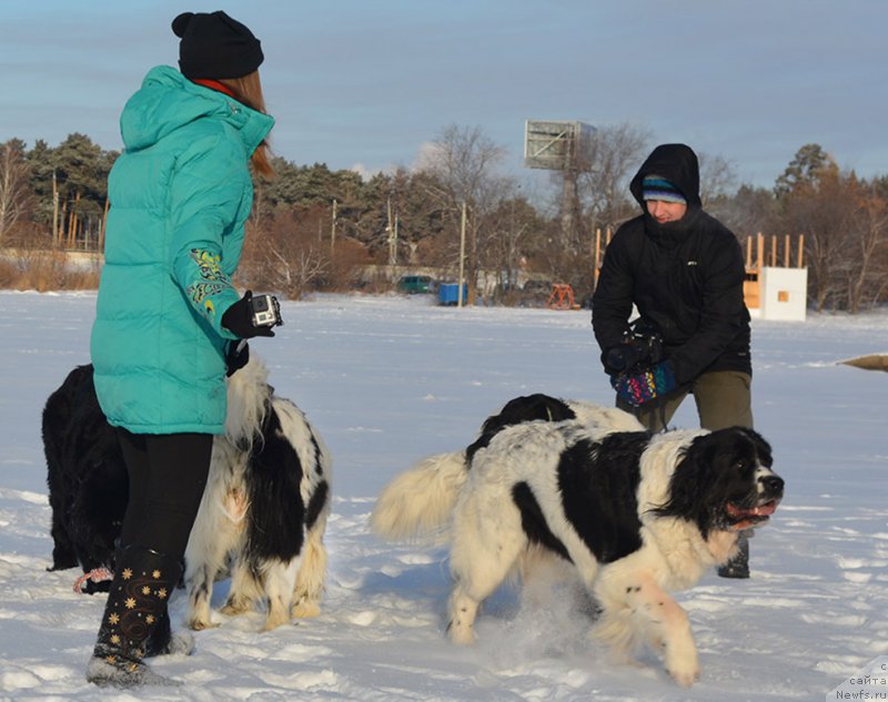 Фото: ньюфаундленд Mag Ispolin Moda Maksi (Маг Исполин Мода Макси)