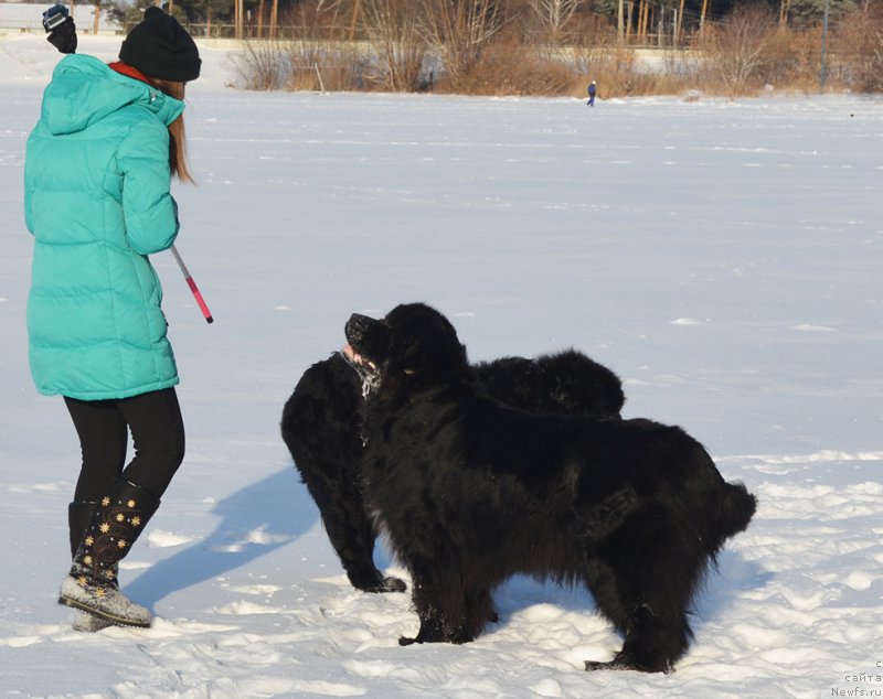 Фото: ньюфаундленд Mag Ispolin Lira Lyubvi (Маг Исполин Лира Любви)