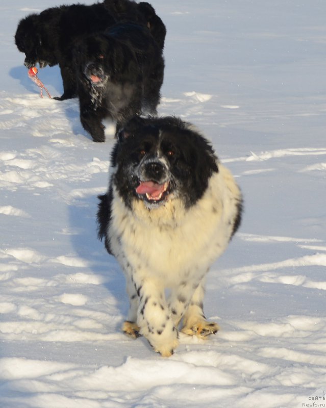 Фотография № 198006