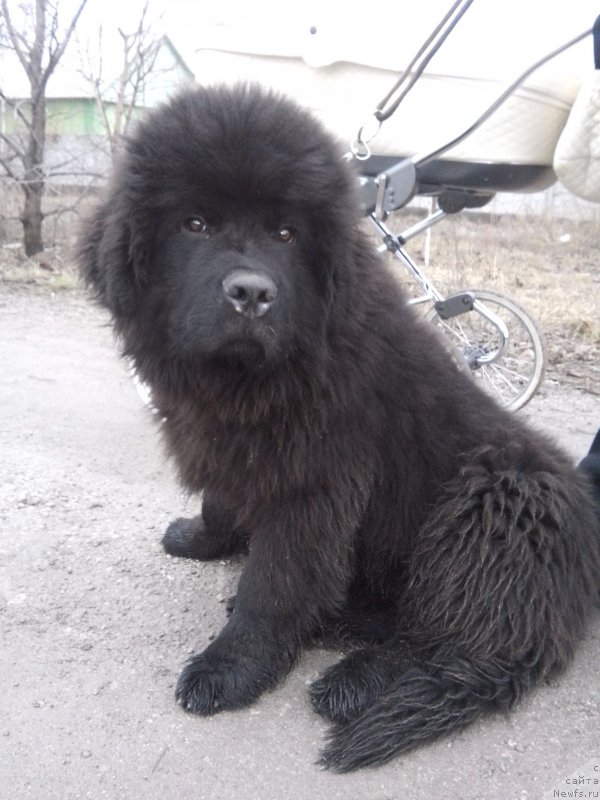 Фото: ньюфаундленд Harley Davidson Super Mishka