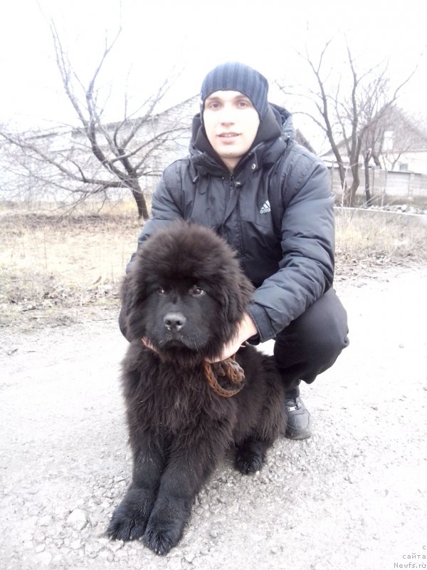 Фото: ньюфаундленд Harley Davidson Super Mishka