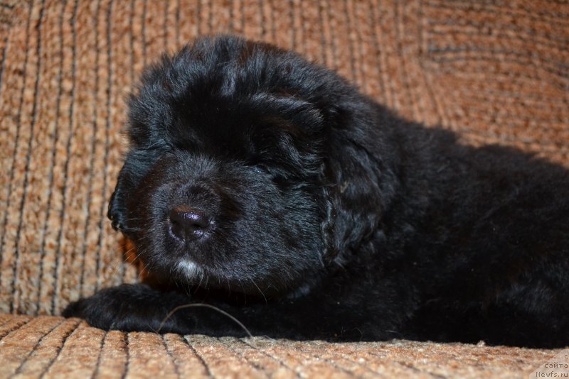 Фото: ньюфаундленд Talisman Morya Mishel' (Талисман Моря Мишель)