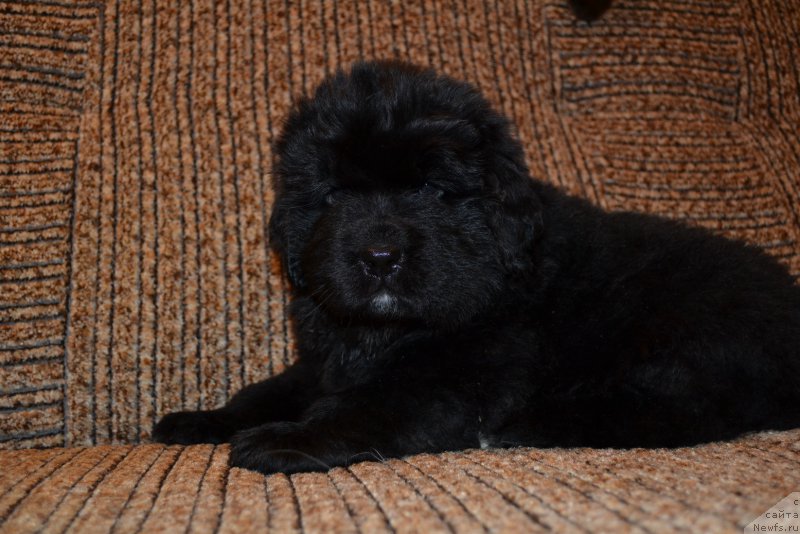 Фото: ньюфаундленд Talisman Morya Mishel' (Талисман Моря Мишель)