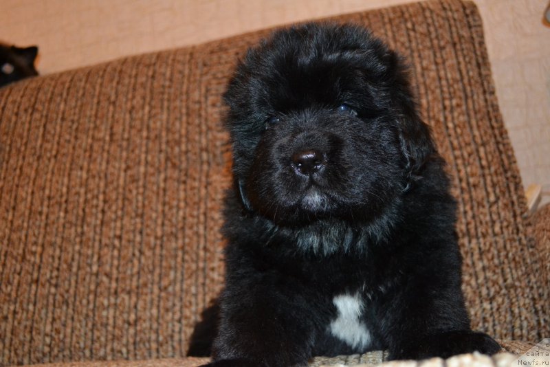 Фото: ньюфаундленд Talisman Morya Mishel' (Талисман Моря Мишель)