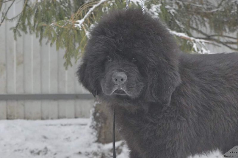 Фото: ньюфаундленд O Key iz Antagrada (О Кей из Антаграда)