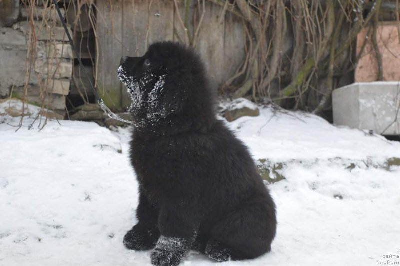 Фото: ньюфаундленд O Key iz Antagrada (О Кей из Антаграда)