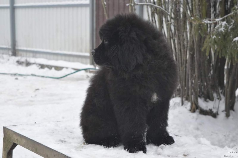 Фото: ньюфаундленд All Right is Antagrada (Олл Райт из Антаграда)