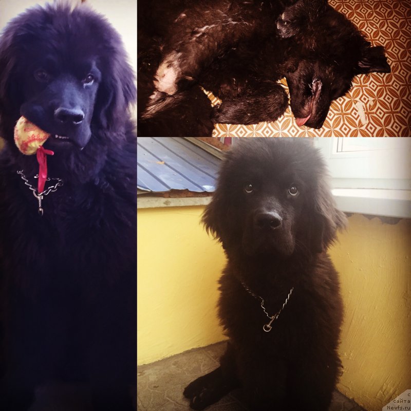 Фото: ньюфаундленд CHernyiy Balu Jerar (Черный Балу Жерар)
