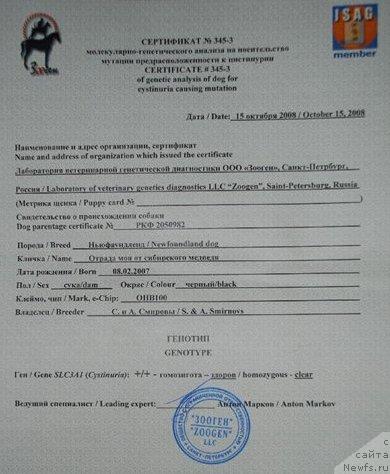 Фото: ньюфаундленд Otrada Moya ot Sibirskogo Medvedya (Отрада Моя от Сибирского Медведя)