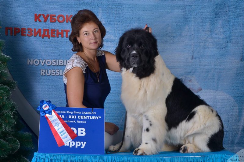 Фото: ньюфаундленд Kiss Princess Dreamblack, Elena Zaharova (Елена Захарова)