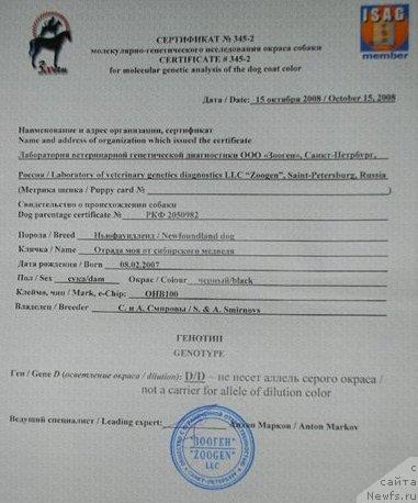 Фото: ньюфаундленд Otrada Moya ot Sibirskogo Medvedya (Отрада Моя от Сибирского Медведя)