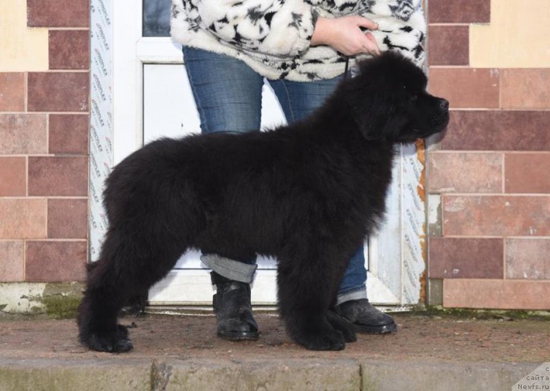 Фото: ньюфаундленд Angelo Orso Cerera (Анджело Орсо Церера)