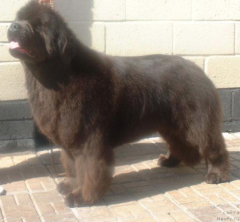 Фото: ньюфаундленд Evanpark My Precious