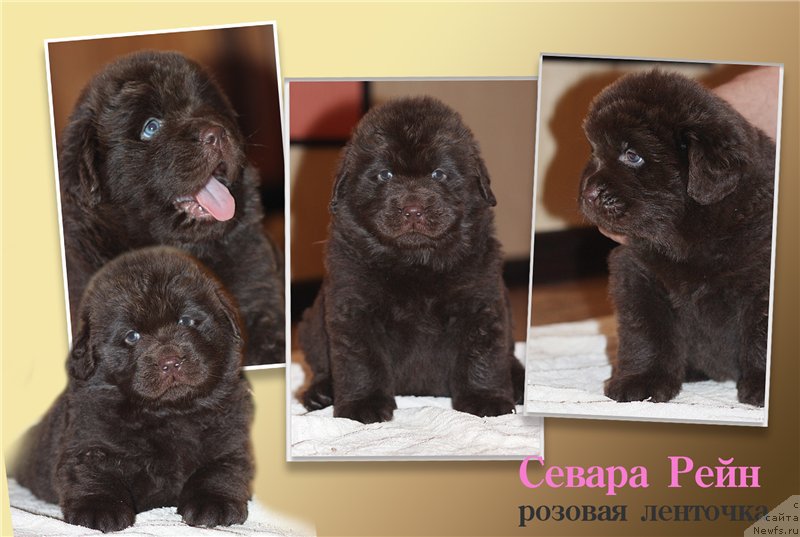 Фото: ньюфаундленд Braunblad MSK Sevara Reyn (Браунблад МСК Севара Рейн)