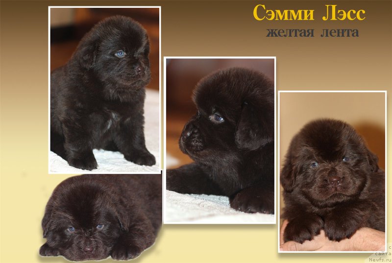 Фото: ньюфаундленд Braunblad MSK Syemmi Less (Браунблад МСК Сэмми Лесс)