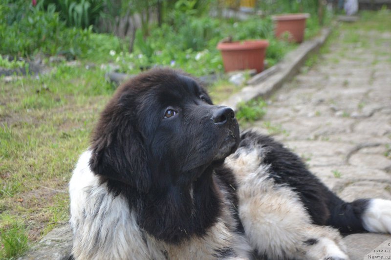 Фото: ньюфаундленд Sent Djons Prima de Ferolli (Сент Джонс Прима де Феролли)