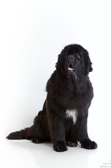Фото: ньюфаундленд Rusalochka iz Plemeni Kedra (Русалочка из Племени Кедра)