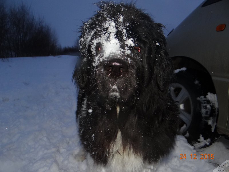 Фото: ньюфаундленд Fiamettahauz Pretti Drim (Фиаметтахауз Претти Дрим)