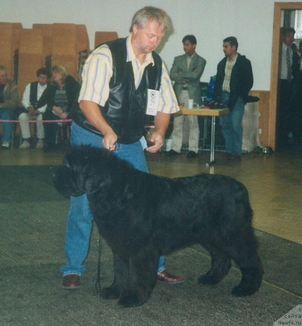 Фото: ньюфаундленд Barenkind Bombax Pubescens