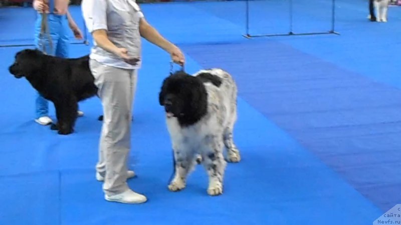 Фото: Elena Akimova (Елена Акимова)