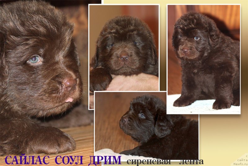 Фото: ньюфаундленд Braunblad MSK Saylas Soul Drim (Браунблад МСК Сайлас Соул Дрим)