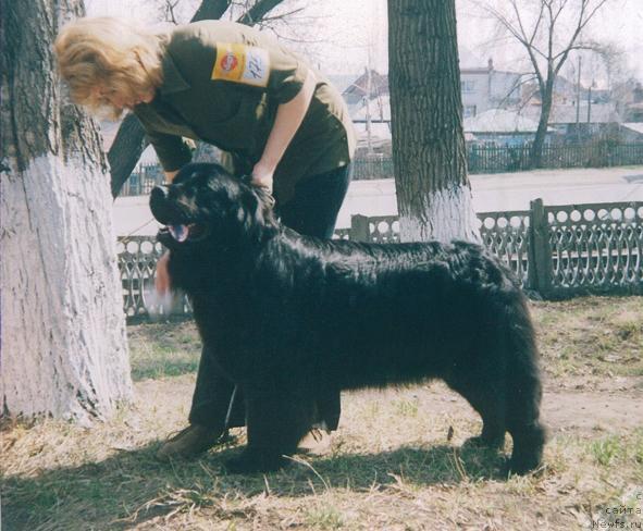 Фото: ньюфаундленд Divnaya Noch' iz Tihogo Omuta (Дивная Ночь из Тихого Омута)