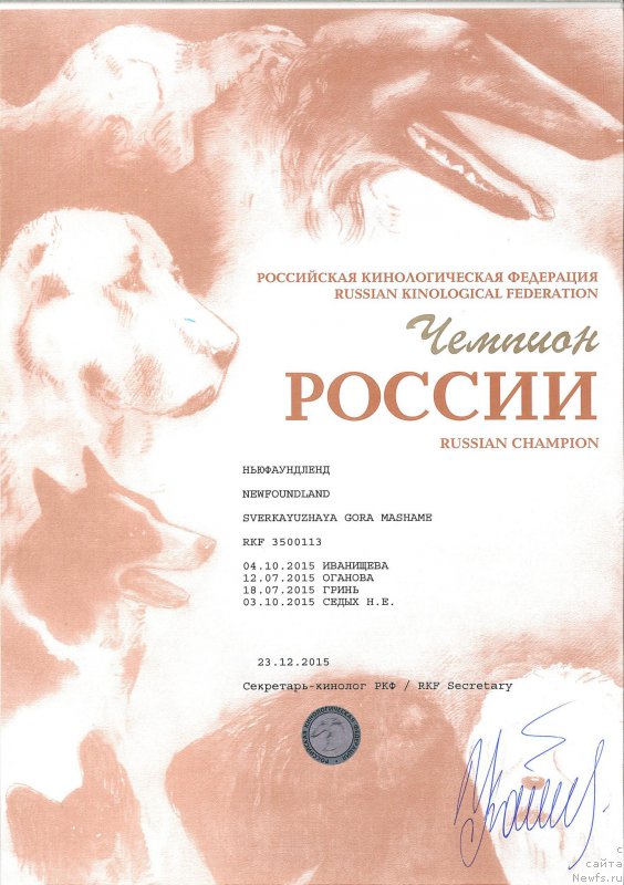 Фото: ньюфаундленд Sverkayuzhaya Gora Mashame (Сверкающая Гора Машаме)