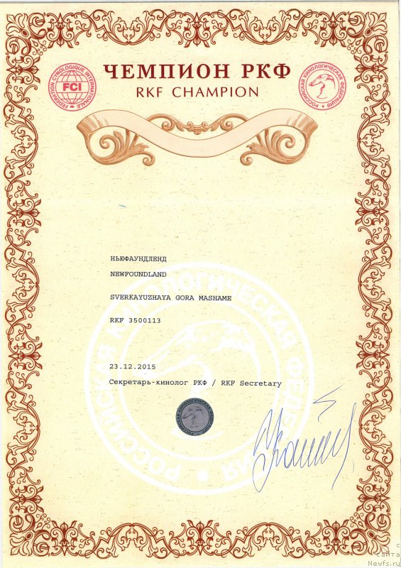 Фото: ньюфаундленд Sverkayuzhaya Gora Mashame (Сверкающая Гора Машаме)