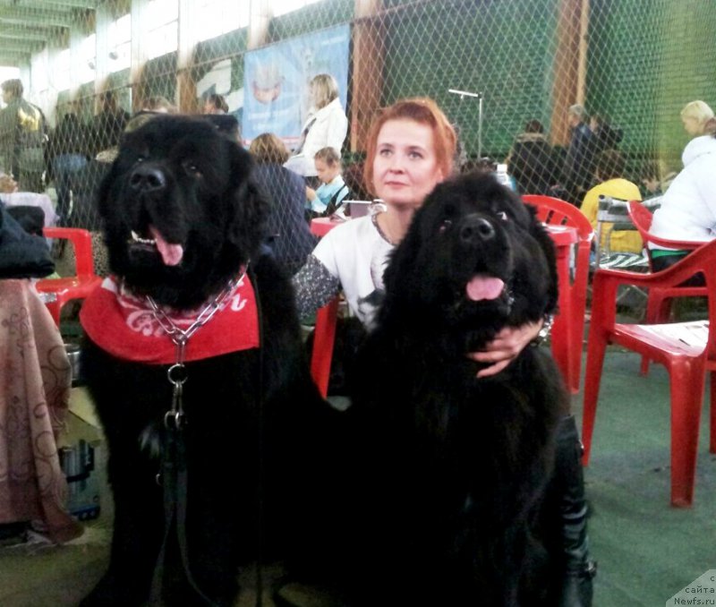 Фото: ньюфаундленд Amadey fon Bayron (Амадей фон Байрон), ньюфаундленд Amber Charm Ilarita (Амбер Чарм Иларита)