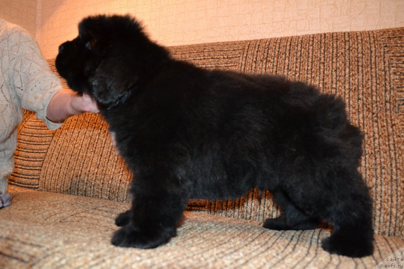 Фото: ньюфаундленд Talisman Morya Mishel' (Талисман Моря Мишель)