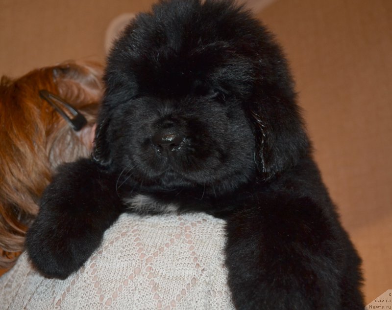 Фото: ньюфаундленд Talisman Morya Mishel' (Талисман Моря Мишель)