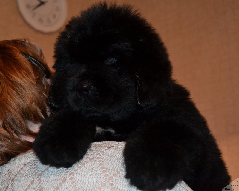 Фото: ньюфаундленд Talisman Morya Mishel' (Талисман Моря Мишель)