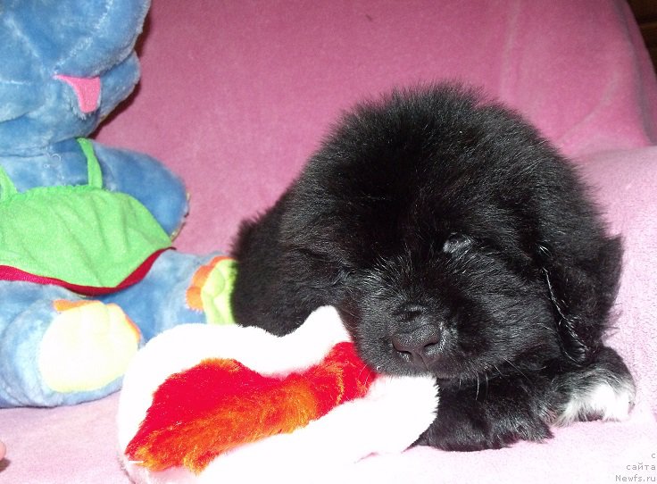 Фото: ньюфаундленд Terra Viktoriya Art of Lav (Терра Виктория Арт оф Лав)