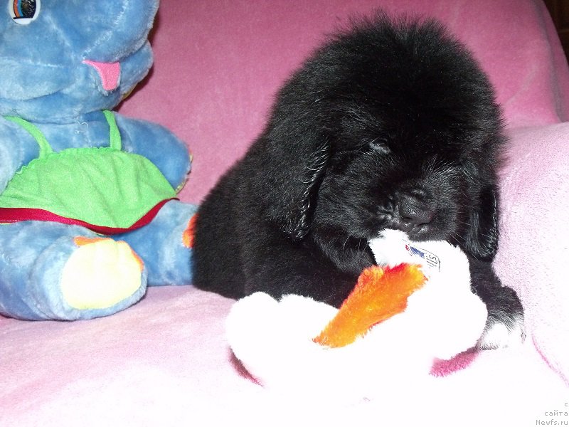 Фото: ньюфаундленд Terra Viktoriya Art of Lav (Терра Виктория Арт оф Лав)