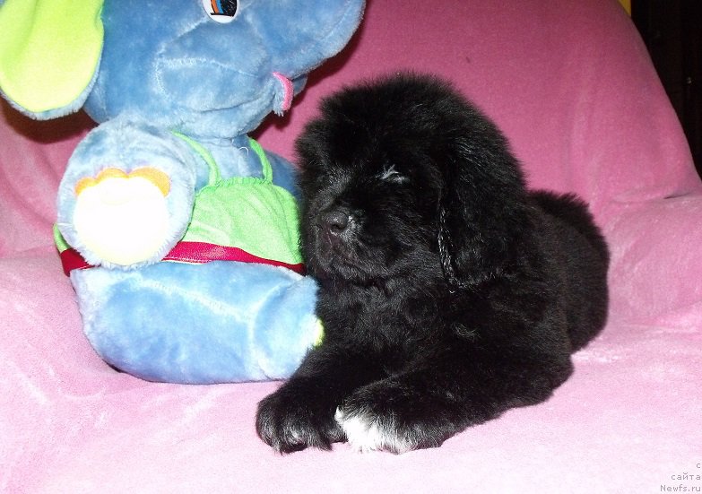 Фото: ньюфаундленд Terra Viktoriya Art of Lav (Терра Виктория Арт оф Лав)