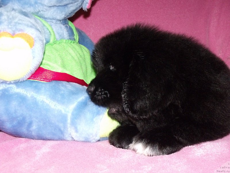 Фото: ньюфаундленд Terra Viktoriya Art of Lav (Терра Виктория Арт оф Лав)