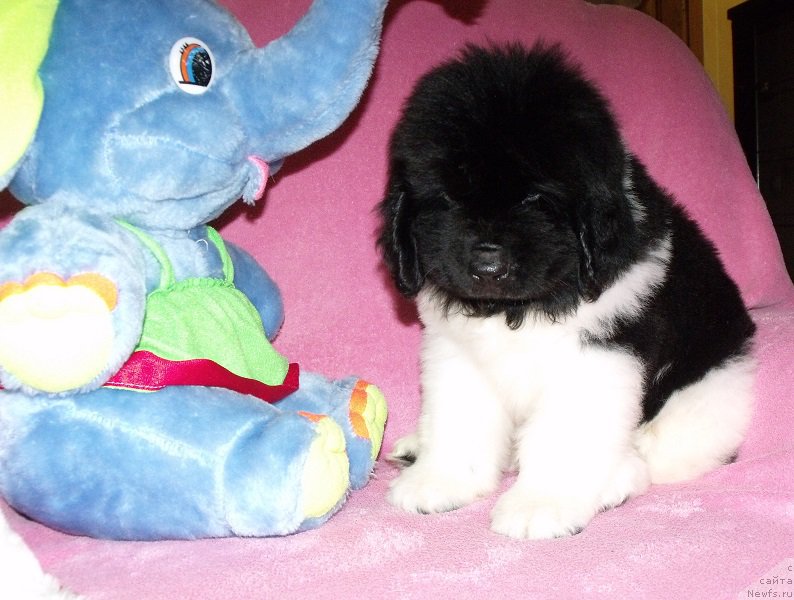 Фото: ньюфаундленд Terra Viktoriya Avangard (Терра Виктория Авангард)