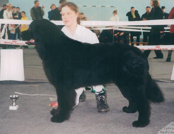 Фото: ньюфаундленд Dzurmas Ariella