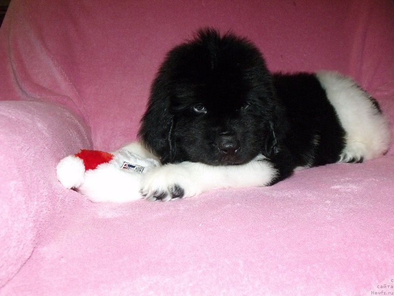 Фото: ньюфаундленд Terra Viktoriya Avangard (Терра Виктория Авангард)