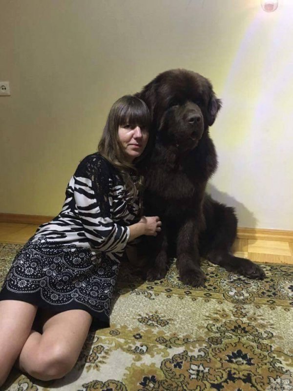 Фото: ньюфаундленд Brownblood MSK Hayes Hago (Браунблад МСК Хаиес Хаго)