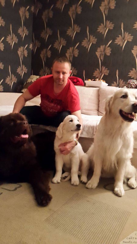 Фото: ньюфаундленд Brownblood MSK Hayes Hago (Браунблад МСК Хаиес Хаго)