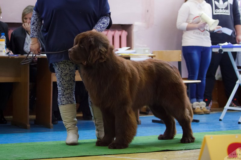 Фото: ньюфаундленд Vashe Blagorodie s Berega Dona (Ваше Благородие с Берега Дона)