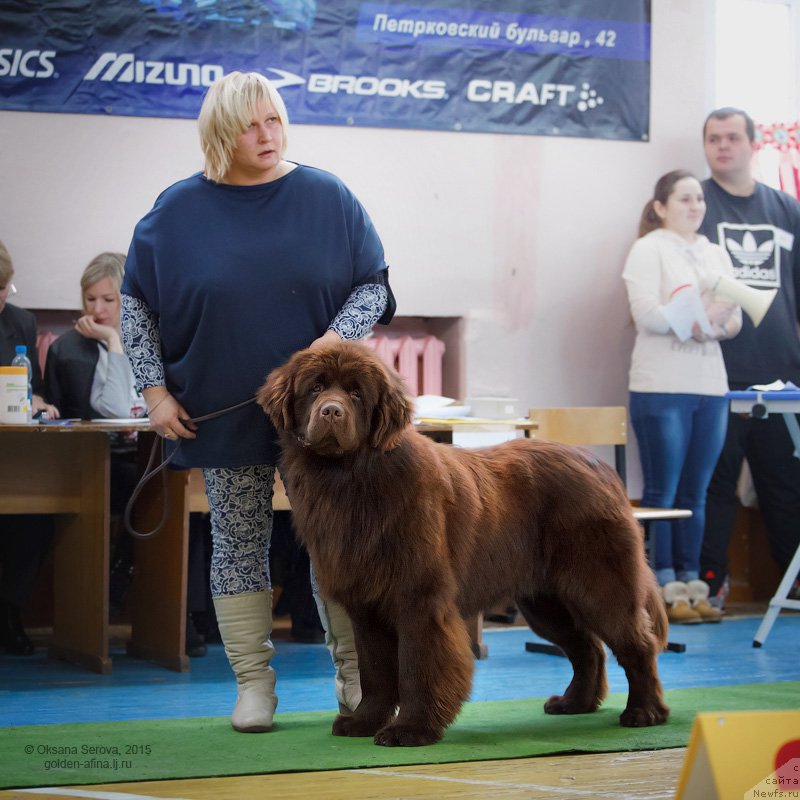 Фото: ньюфаундленд Vashe Blagorodie s Berega Dona (Ваше Благородие с Берега Дона), Natal'ya Klimova (Наталья Климова)